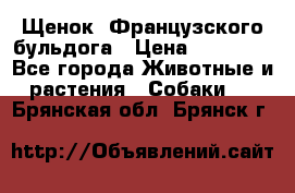 Щенок  Французского бульдога › Цена ­ 35 000 - Все города Животные и растения » Собаки   . Брянская обл.,Брянск г.